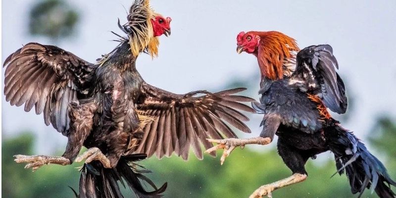 ภาพรวมของหมวดหมู่ไก่ชน M358 ที่มีชื่อเสียง