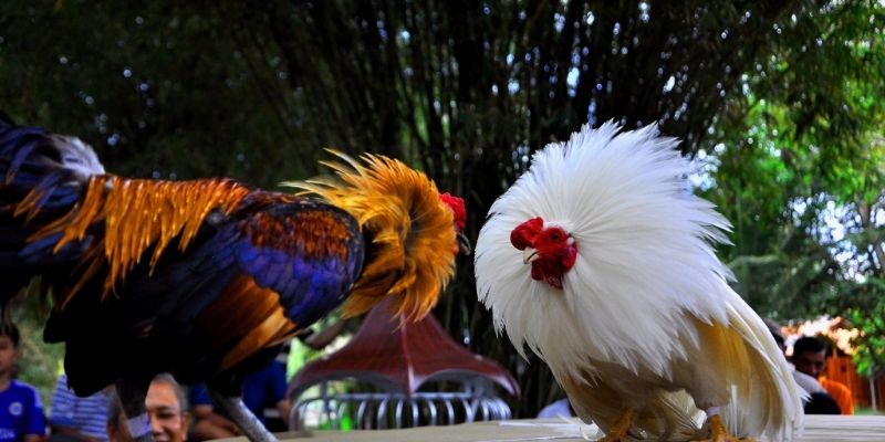 เข้าถึงเดิมพันไก่ชน M358 ได้อย่างรวดเร็ว สะดวก ทุกเวลา