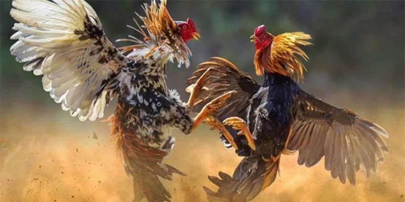 ทำไม ไก่ชน M358 ถึงดึงดูดผู้เล่นจำนวนมากเสมอ?