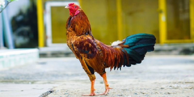 ภาพรวมของ ไก่ชนมีเดือยเหล็ก M358