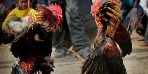 เทคนิคการคัดเลือกสายพันธุ์และการฝึกซ้อม ไก่ชนมีเดือยเหล็ก ที่ M358