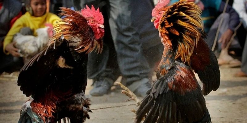 เทคนิคการคัดเลือกสายพันธุ์และการฝึกซ้อม ไก่ชนมีเดือยเหล็ก ที่ M358