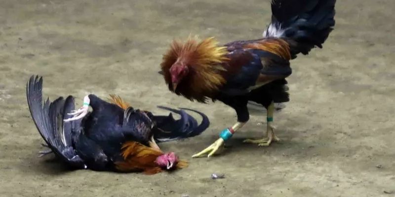 ไก่ชนตี Thomo คืออะไร?