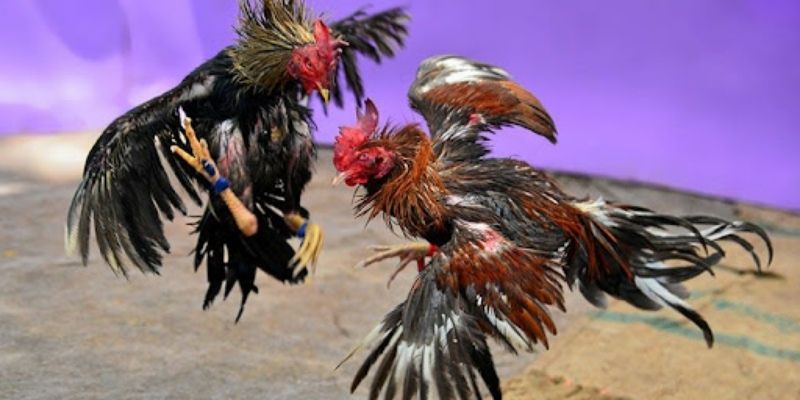 กฎใน ไก่ชนตี Thomo ที่ต้องจดจำ