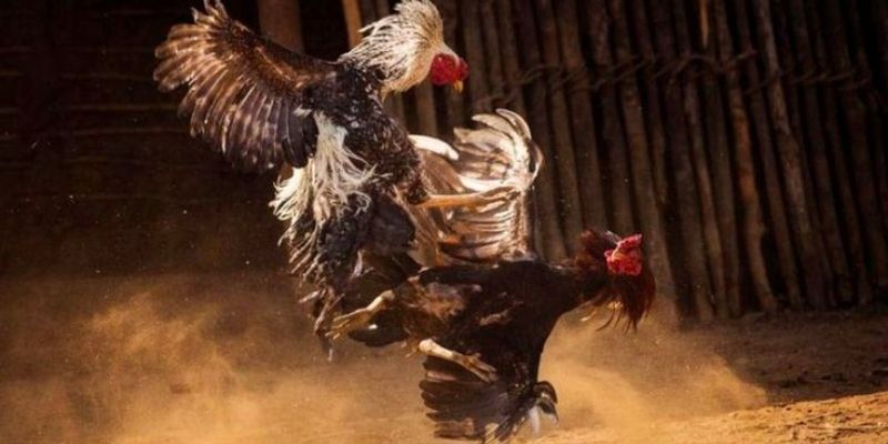 ไก่ชน Thomo คืออะไร?