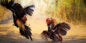 กฎและเคล็ดลับการเล่นไก่ชน Thomo ที่ได้ผลดีสำหรับผู้เล่นใหม่