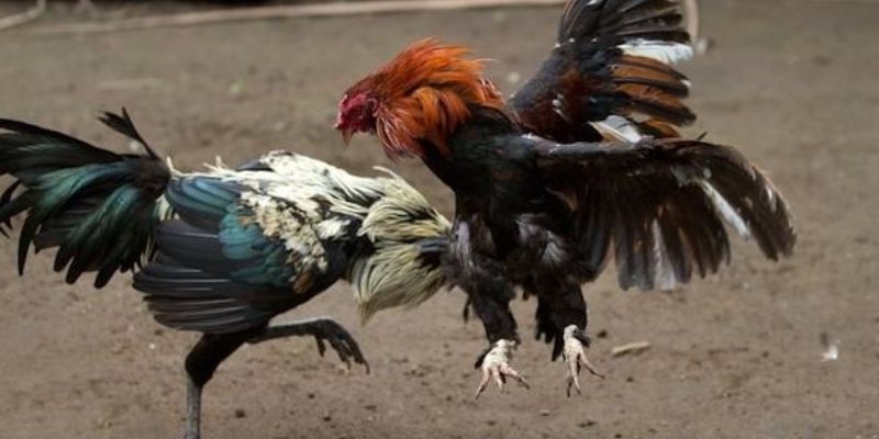 ทำอย่างไรจึงจะตัดสินผู้ชนะและผู้แพ้ใน ไก่ชนตี Thomo