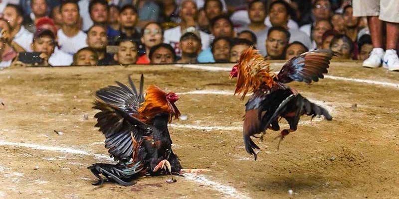 ประสบการณ์การเล่นอัตราต่อรองไก่ชน