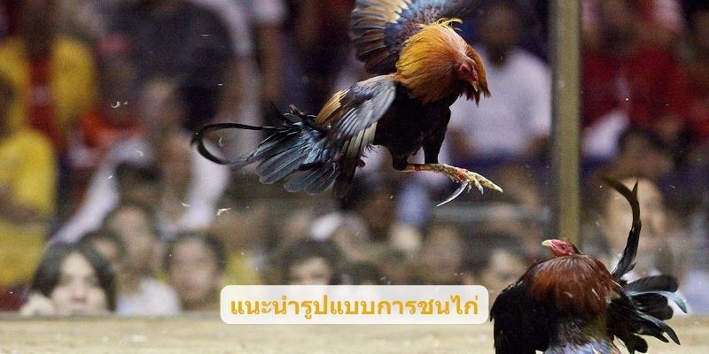 แนะนำรูปแบบการชนไก่