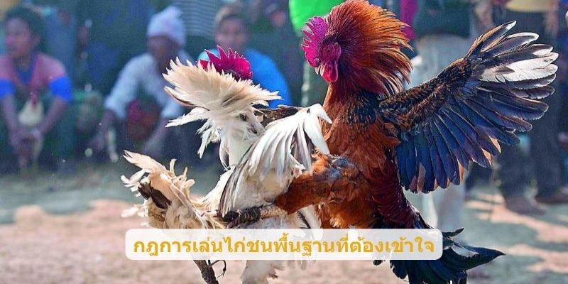 กฎการเล่นไก่ชนพื้นฐานที่ต้องเข้าใจ