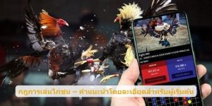 กฎการเล่นไก่ชน – คำแนะนำโดยละเอียดสำหรับผู้เริ่มต้น