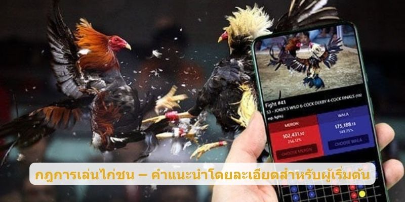 กฎการเล่นไก่ชน – คำแนะนำโดยละเอียดสำหรับผู้เริ่มต้น