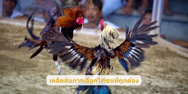 เคล็ดลับการเลือกไก่ชนที่ถูกต้อง