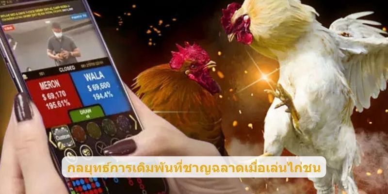 กลยุทธ์การเดิมพันที่ชาญฉลาดเมื่อเล่นไก่ชน