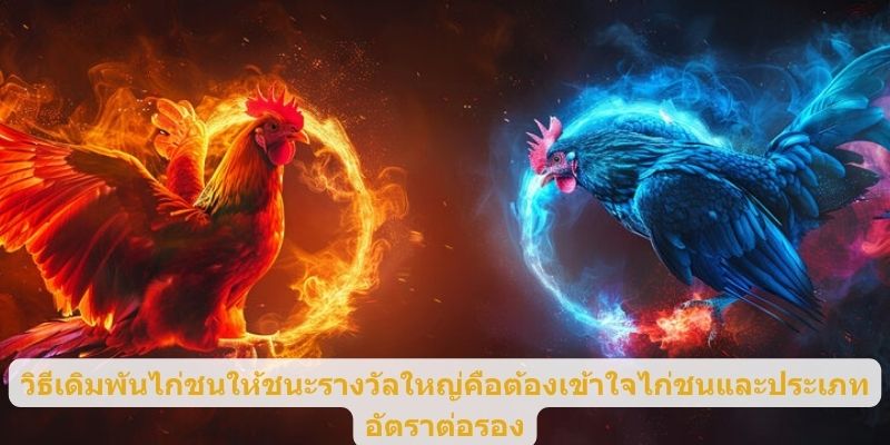 วิธีเดิมพันไก่ชนให้ชนะรางวัลใหญ่คือต้องเข้าใจไก่ชนและประเภทอัตราต่อรอง