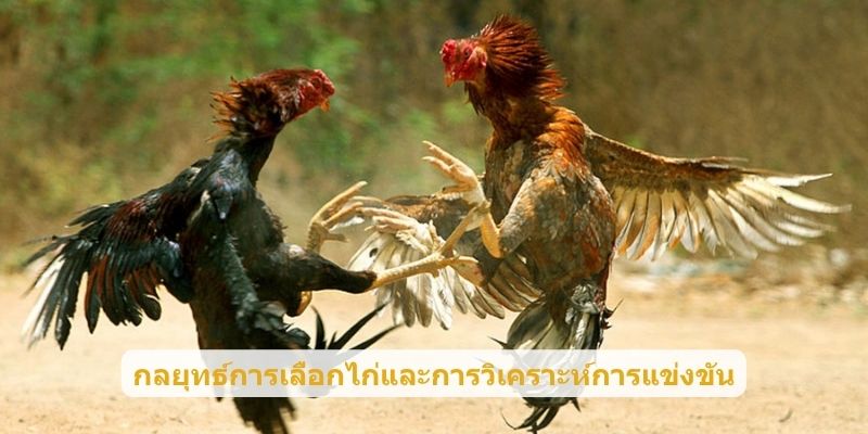 กลยุทธ์การเลือกไก่และการวิเคราะห์การแข่งขัน