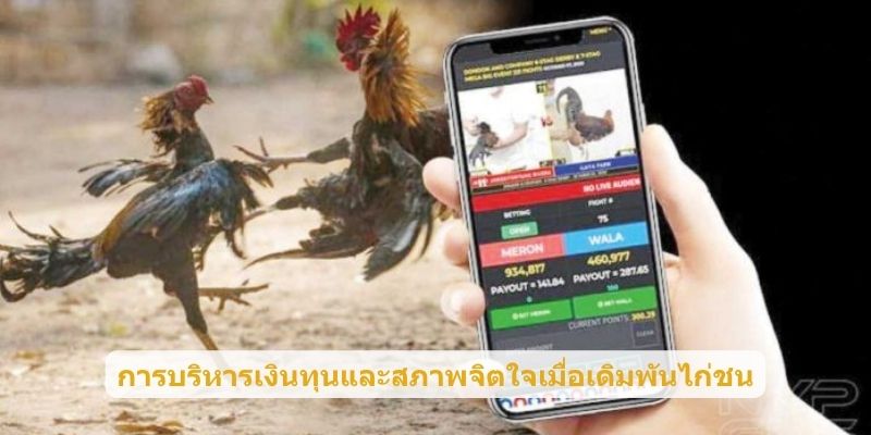 การบริหารเงินทุนและสภาพจิตใจเมื่อเดิมพันไก่ชน