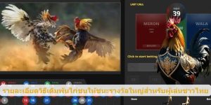 รายละเอียดวิธีเดิมพันไก่ชนให้ชนะรางวัลใหญ่สำหรับผู้เล่นชาวไทย