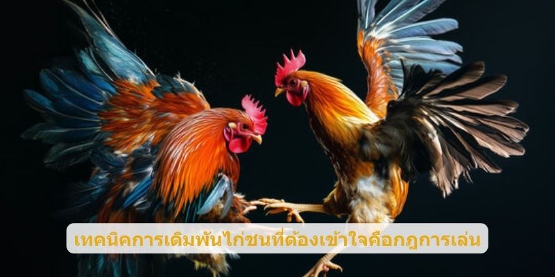เทคนิคการเดิมพันไก่ชนที่ต้องเข้าใจคือกฎการเล่น