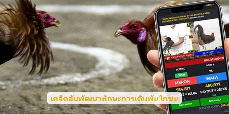 เคล็ดลับพัฒนาทักษะการเดิมพันไก่ชน