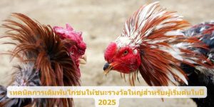 เทคนิคการเดิมพันไก่ชนให้ชนะรางวัลใหญ่สำหรับผู้เริ่มต้นในปี 2025